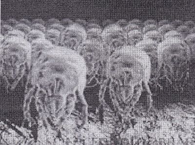 HLONIDIS.GEORGIOS.ASTHMA.AKAREAS.4