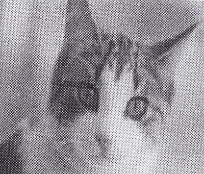 HLONIDIS.GEORGIOS.ASTHMA.GATA.5