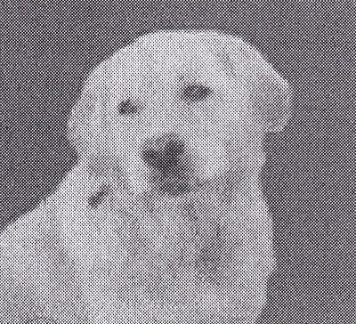 HLONIDIS.GEORGIOS.ASTHMA.SKYLOS.6