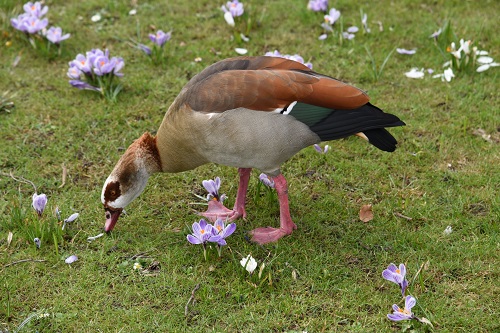 SAVIDIS.THOMAS.KOLXIKINH