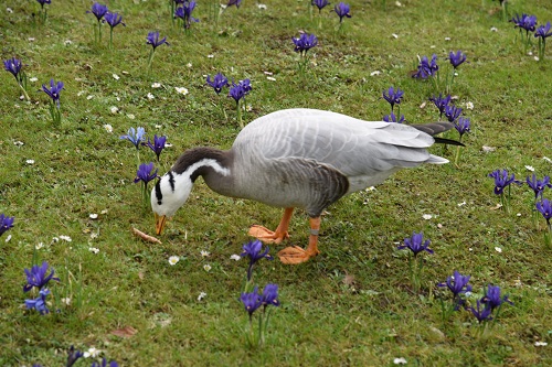 SAVIDIS.THOMAS.KOLXINIKH.1